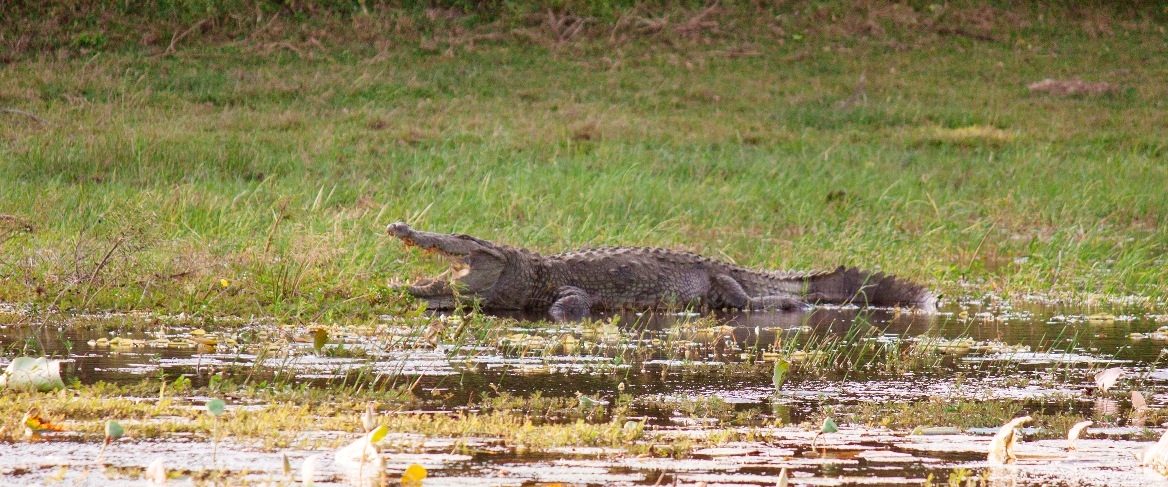 Crocodile spotted, Jeep Safari in Minneriya Sri-Lanka