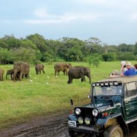 Jeep Safari in Minneriya National Park ($50/pax)