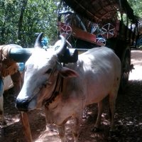 Village tour in Sigiriya with traditional lunch ($35/pax)