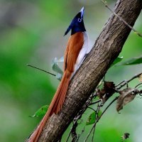 Bird watching tour in Sigiriya