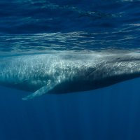 Whale Watching ($50/pax)