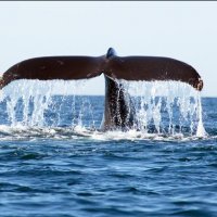 Whales watching, South tour, Colombo (2 days)