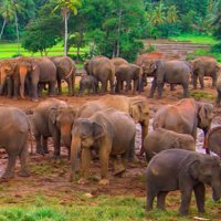 4 days Sigiriya, Safari, Kandy, Nuwara Eliya tour
